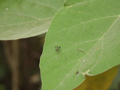 Condylostylus quadricolor