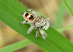 Phidippus pacosauritus