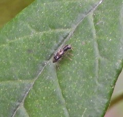 Phyllobaenus obscurus