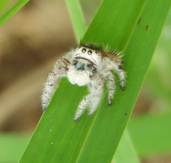 Phidippus pacosauritus