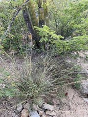 Bouteloua reflexa