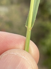 Bouteloua reflexa