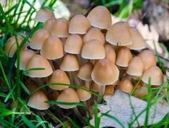 Britzelmayria multipedata