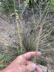 Bouteloua reflexa