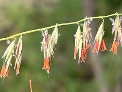 Bouteloua reflexa