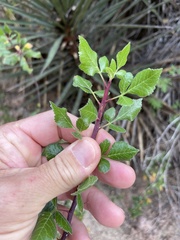 Bursera epinnata