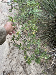 Bursera epinnata