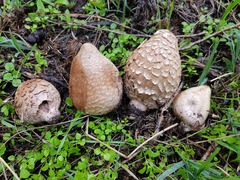 Chlorophyllum agaricoides