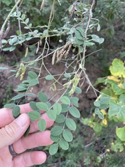 Indigofera fruticosa