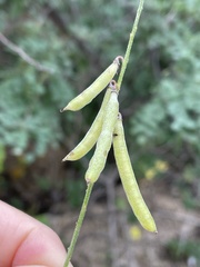 Indigofera fruticosa
