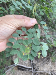 Indigofera fruticosa