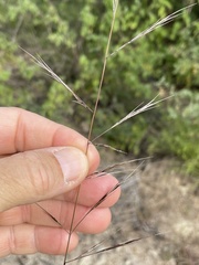 Aristida ternipes
