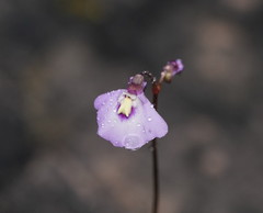 Utricularia grampiana