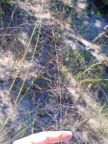 Gulfhairawn muhly (Muhlenbergia sericea)