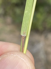 Aristida ternipes