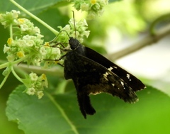 Codatractus alcaeus alcaeus