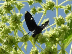 Melanchroia vazquezae