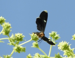 Melanchroia vazquezae