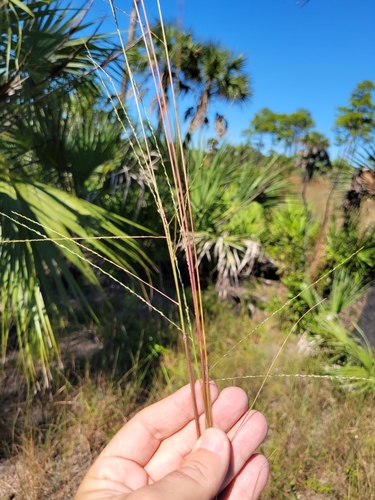 Shaggy Crabgrass (Digitaria villosa)