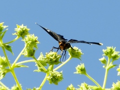 Melanchroia vazquezae
