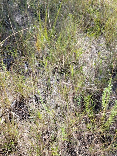 Image of Digitaria villosa by (c) Jay Horn, some rights reserved (CC BY)