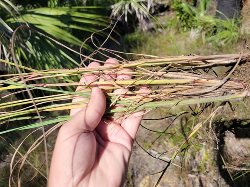 Image of Digitaria villosa by (c) Jay Horn, some rights reserved (CC BY)