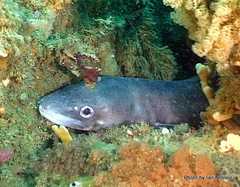 Conger verreauxi