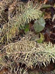 Euphorbia cyparissias
