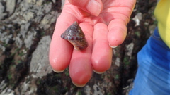 Calliostoma zizyphinum