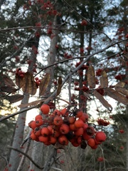 Sorbus