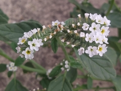 Heliotropium europaeum