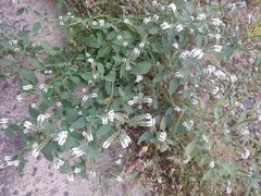 Heliotropium europaeum