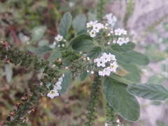 Heliotropium europaeum