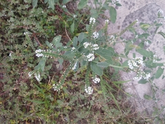 Heliotropium europaeum
