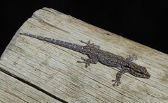 Lygodactylus