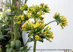 Kalanchoe grandiflora