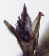 Camiarites convexus