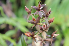 Epidendreae