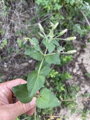 Brickellia peninsularis