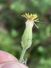 Brickellia peninsularis