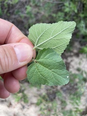 Brickellia peninsularis