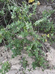 Brickellia peninsularis