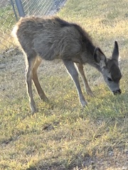 Odocoileus hemionus