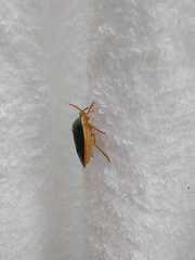 Edessa rufomarginata