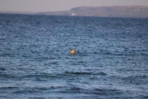 Northern White-tailed Deer photographed in Michigan