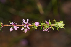 Bauera sessiliflora