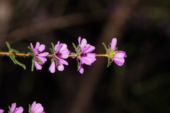 Bauera sessiliflora
