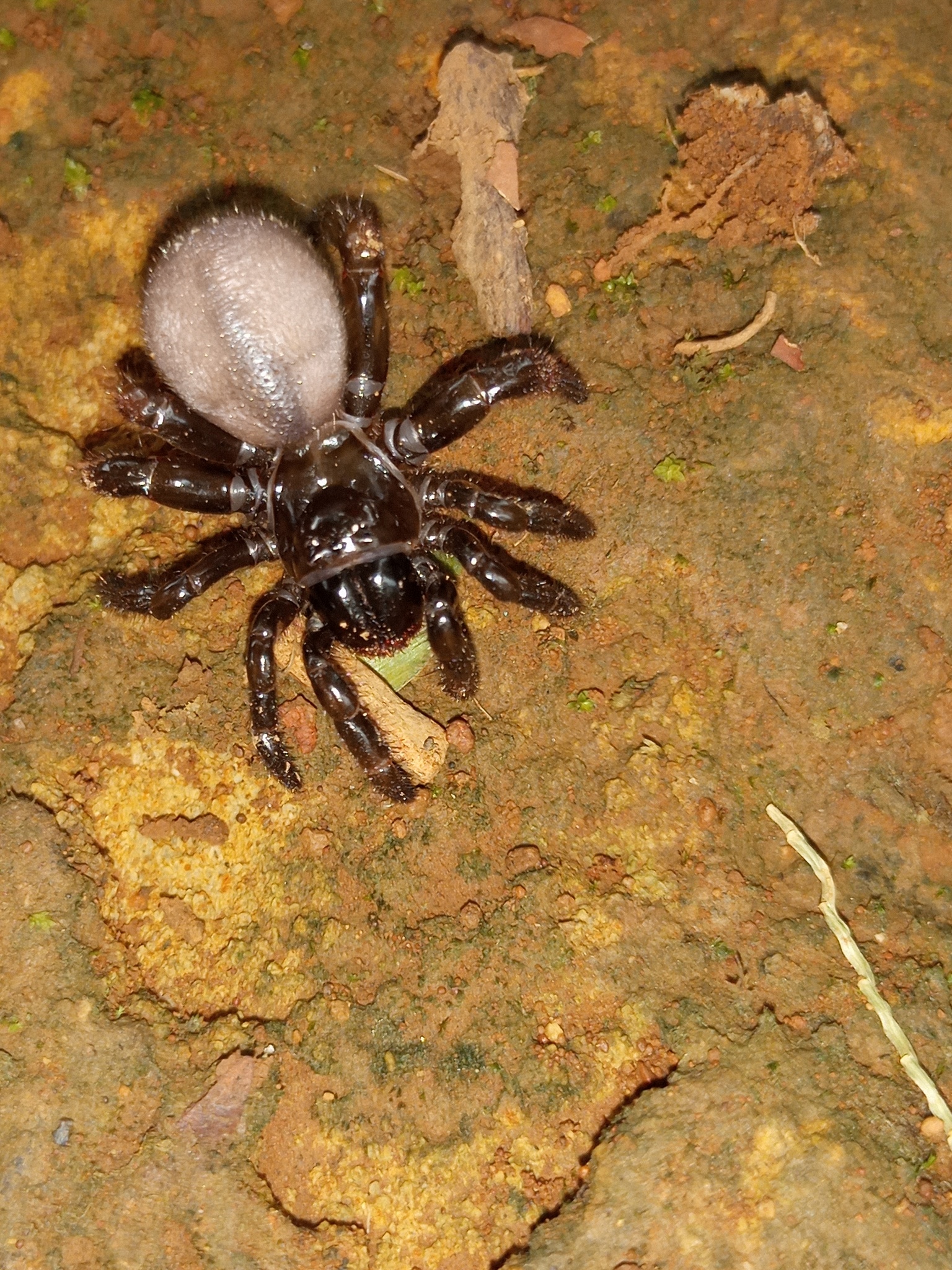 Actinopus robustus (O.Pickard-Cambridge, 1892)
