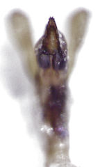 Camiarites convexus