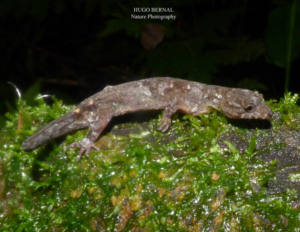Lepidoblepharis colombianus